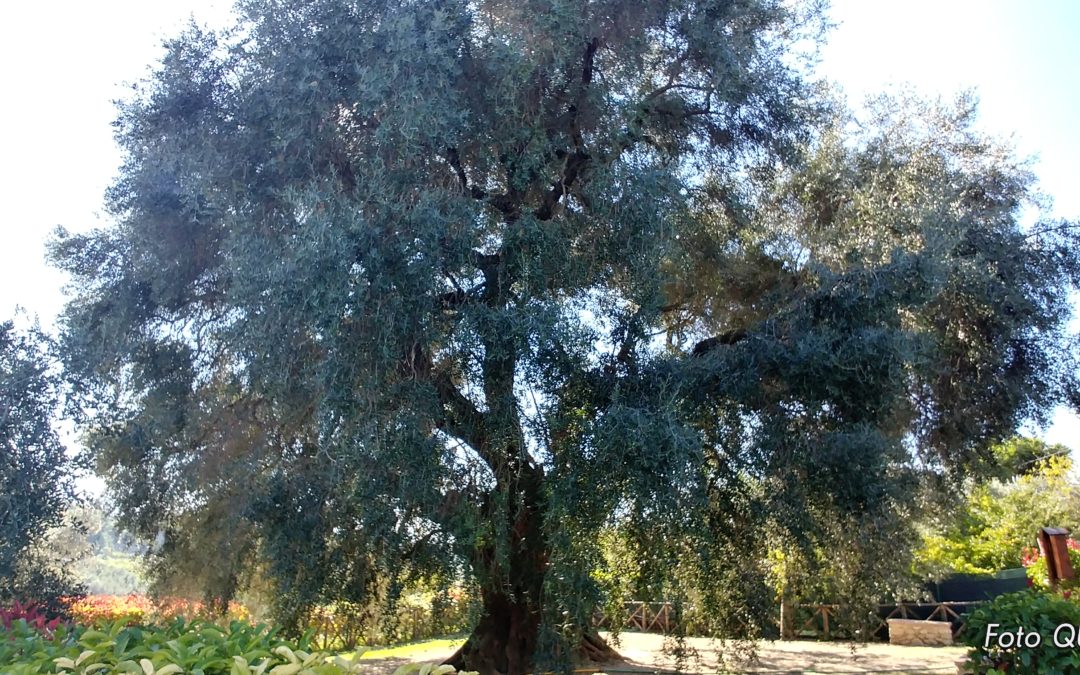 L’ULIVONE DI CANNETO – Un patrimonio da mostrare! (FOTO)