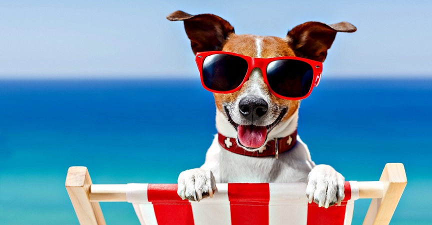 Toc toc estate: in vacanza con il cane